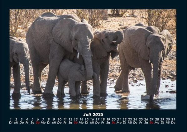 Produktbild: Der Elefantenkalender 2025 Fotokalender DIN A4
