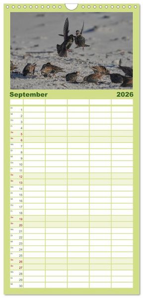 Produktbild: Familienplaner 2026 - Wilde Vogelwelt Helgoland mit 5 Spalten (Wandkalender, 21 x 45 cm) CALVENDO