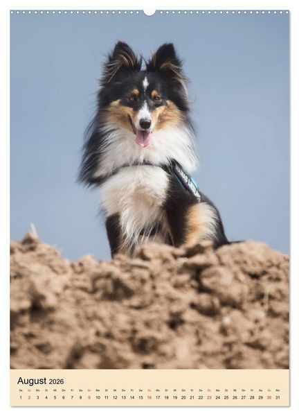 Produktbild: Mit Shelties durchs Jahr (hochwertiger Premium Wandkalender 2026 DIN A2 hoch), Kunstdruck in Hochglanz