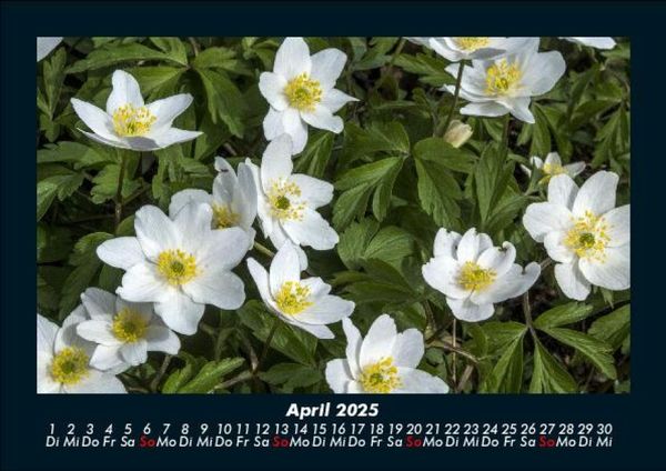 Produktbild: Blumenzauber 2025 Fotokalender DIN A5