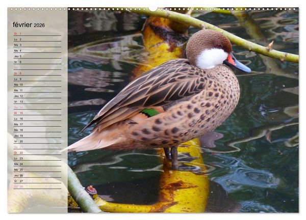 Produktbild: La vie paisible des canards (Calendrier mural 2026 DIN A2 vertical), CALVENDO calendrier mensuel