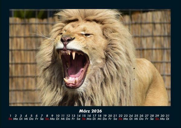 Produktbild: L&ouml;wen in der Wildnis 2026 Fotokalender DIN A4