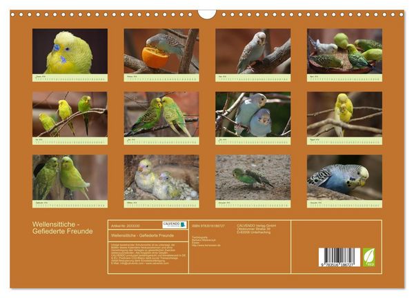 Produktbild: Wellensittiche - Gefiederte Freunde (Wandkalender 2026 DIN A3 quer), CALVENDO Monatskalender