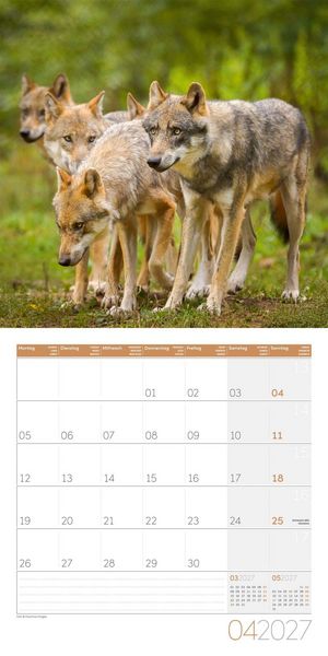 Produktbild: W&ouml;lfe Kalender 2027 - 30x30 - Art12