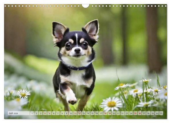 Produktbild: Chihuahuas - Kleine Hunde - gro&szlig;e Temperamentb&uuml;ndel (Wandkalender 2026 DIN A3 quer), CALVENDO Monatskalender