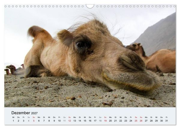 Produktbild: Kamel Portr&auml;t (Wandkalender 2027 DIN A3 quer), CALVENDO Monatskalender