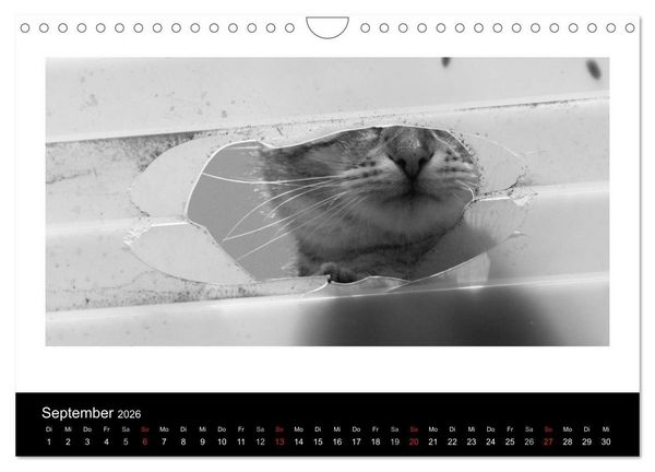Produktbild: geliebte Katzen - auf Samtpfoten durchs Jahr (Wandkalender 2026 DIN A4 quer), CALVENDO Monatskalender