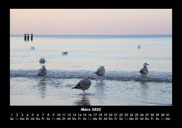 Produktbild: M&ouml;wen 2025 Fotokalender DIN A3