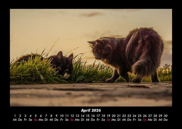 Produktbild: F&uuml;r Katzenfreunde 2026 Fotokalender DIN A3