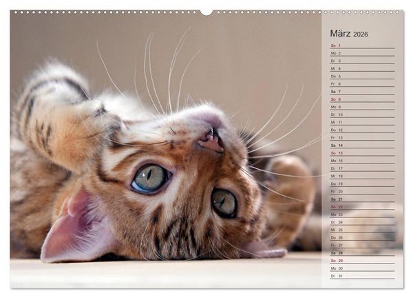 Produktbild: Die Bengalkatze. Edition Jungtiere (hochwertiger Premium Wandkalender 2026 DIN A2 quer), Kunstdruck in Hochglanz