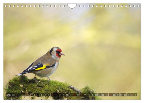Produktbild: Chardonnerets - Portraits d'une esp&egrave;ce &eacute;blouissante (Calendrier mural 2026 DIN A4 vertical), CALVENDO calendrier mensuel