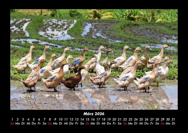 Produktbild: Enten 2026 Fotokalender DIN A3