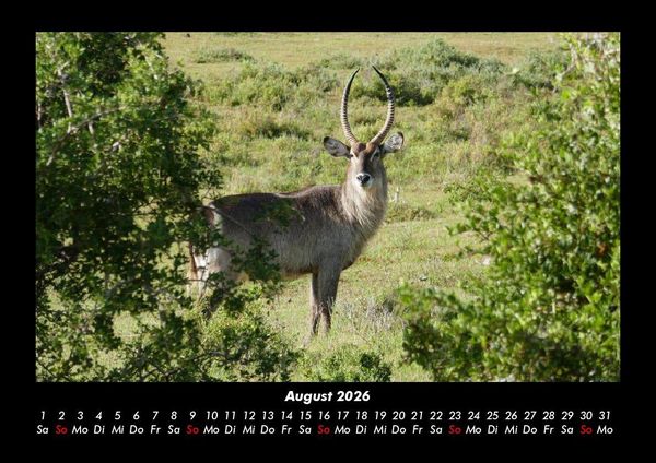Produktbild: Der Tierkalender 2026 Fotokalender DIN A3