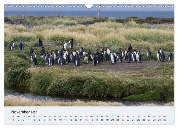 Produktbild: Feuerland - Am Puls der Wildnis (Wandkalender 2026 DIN A3 quer), CALVENDO Monatskalender