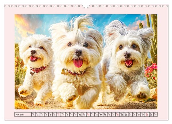 Produktbild: Bezaubernde Malteser. Fr&ouml;hliche Zuckerschnuten f&uuml;r Herz und Seele (Wandkalender 2026 DIN A3 quer), CALVENDO Monatskalender