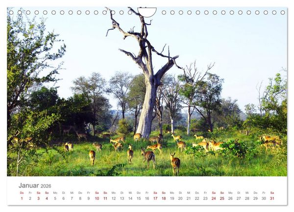 Produktbild: Safari / Afrika (Wandkalender 2026 DIN A4 quer), CALVENDO Monatskalender