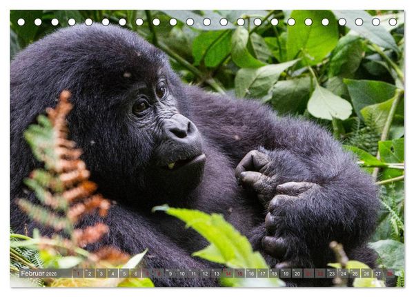 Produktbild: Gorillas ohne Nebel (Tischkalender 2026 DIN A5 quer), CALVENDO Monatskalender