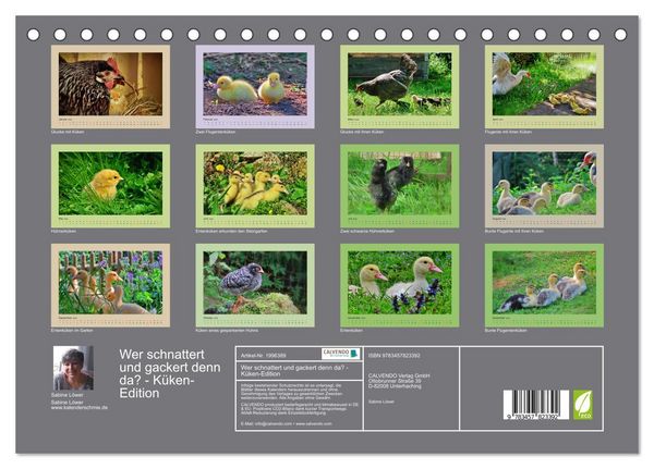 Produktbild: Wer schnattert und gackert denn da? - K&uuml;ken-Edition (Tischkalender 2026 DIN A5 quer), CALVENDO Monatskalender