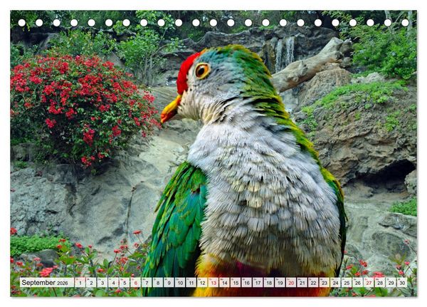 Produktbild: Wer gurrt denn da? (Tischkalender 2026 DIN A5 quer), CALVENDO Monatskalender