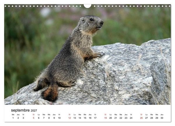 Produktbild: Le monde des marmottes en Haute Maurienne (Calendrier mural 2027 DIN A3 vertical), CALVENDO calendrier mensuel