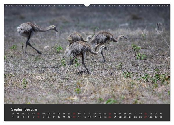 Produktbild: Wildlife Pantanal 2026 (Wandkalender 2026 DIN A2 quer), CALVENDO Monatskalender