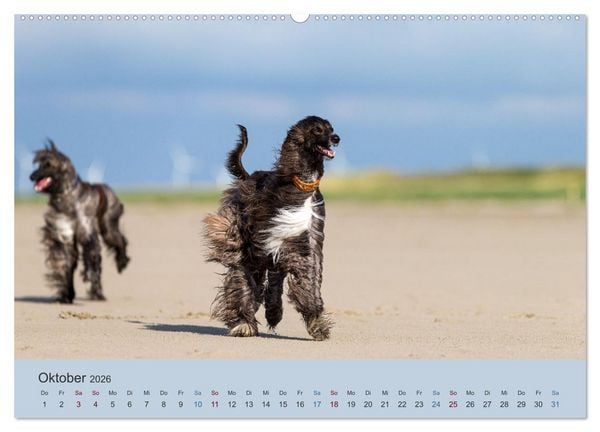 Produktbild: AFGHANISCHE WINDHUNDE 2026 (Wandkalender 2026 DIN A2 quer), CALVENDO Monatskalender