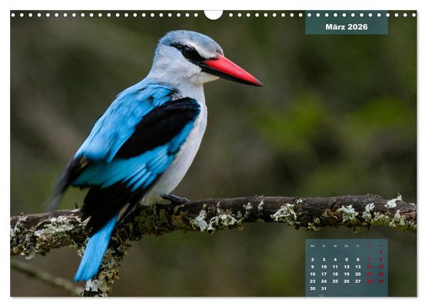 Produktbild: Faszinierende Tierwelt des Kruger National Parks (Wandkalender 2026 DIN A3 quer), CALVENDO Monatskalender