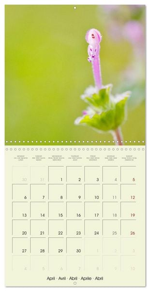 Produktbild: Flowers from dreamland (Wall Calendar 2026 12 &times; 12 Inch) CALVENDO 12 Month Wall Calendar