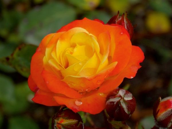 Produktbild: CALVENDO Puzzle Orange gelbe Rose | 1000 Teile Lege-Gr&ouml;&szlig;e 64x48cm Foto-Puzzle f&uuml;r gl&uuml;ckliche Stunden