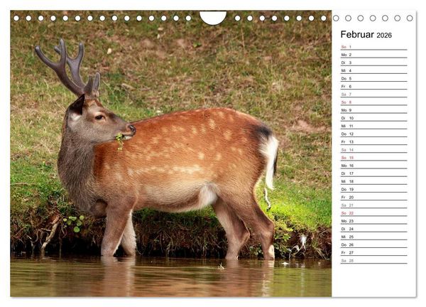 Produktbild: Hirsche (Wandkalender 2026 DIN A4 quer), CALVENDO Monatskalender