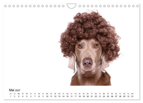 Produktbild: Funny Dogs (Wandkalender 2027 DIN A4 quer), CALVENDO Monatskalender