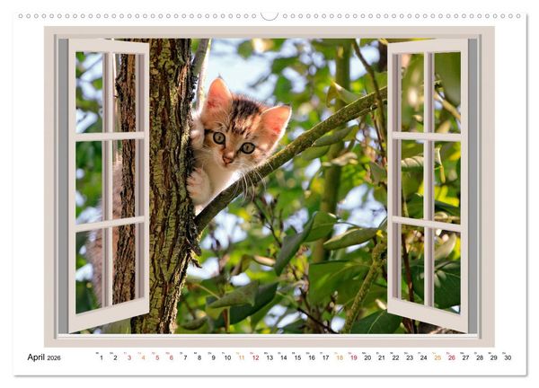 Produktbild: Fenstergucker - tierische Freunde an der Wand (Wandkalender 2026 DIN A2 quer), CALVENDO Monatskalender