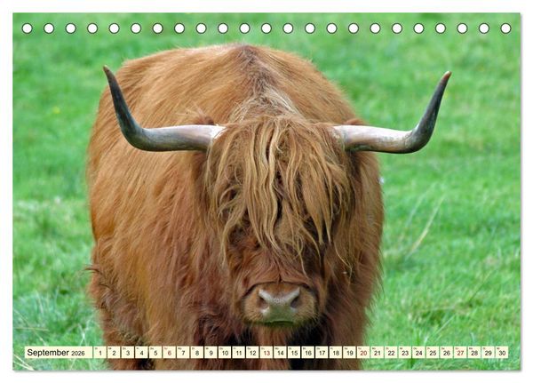 Produktbild: Die anmutigste Rinderrasse - Das schottische Hochlandrind (Tischkalender 2026 DIN A5 quer), CALVENDO Monatskalender