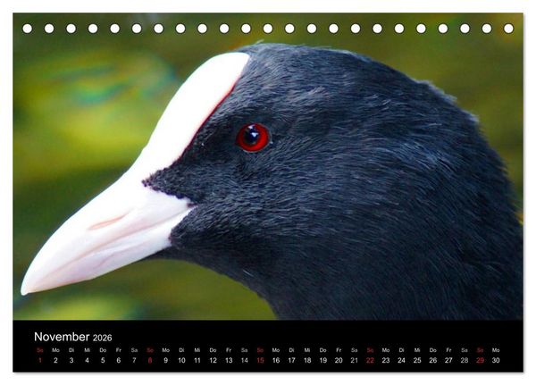 Produktbild: Das Leben der Enten (Tischkalender 2026 DIN A5 quer), CALVENDO Monatskalender