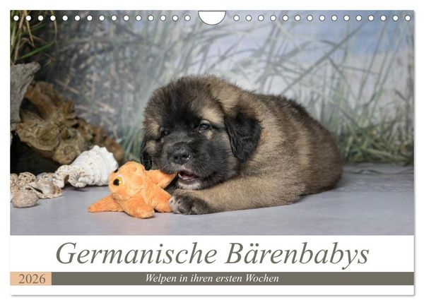 Germanische Bärenbabys (Wandkalender 2026 DIN A4 quer), CALVENDO Monatskalender