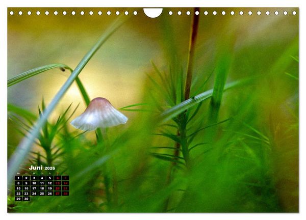 Produktbild: Pilzmagie (Wandkalender 2026 DIN A4 quer), CALVENDO Monatskalender