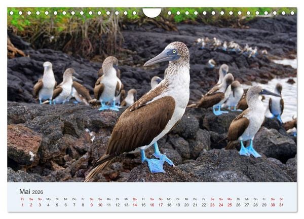 Produktbild: Entdecke Galapagos (Wandkalender 2026 DIN A4 quer), CALVENDO Monatskalender