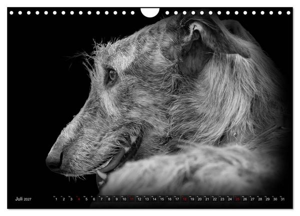 Produktbild: Galgo Espa&ntilde;ol - der spanische Windhund 2027 (Wandkalender 2027 DIN A4 quer), CALVENDO Monatskalender