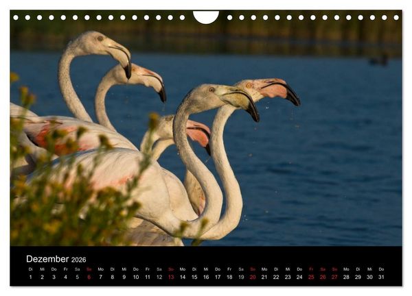 Produktbild: Flamingos der Camargue 2026 (Wandkalender 2026 DIN A4 quer), CALVENDO Monatskalender