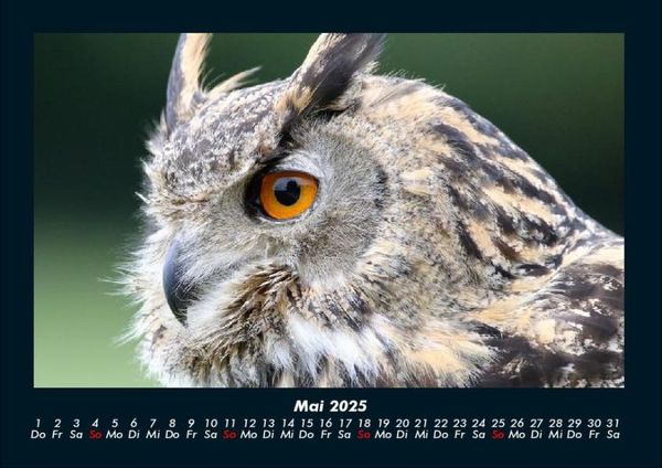 Produktbild: Tiere in der Wildnis 2025 Fotokalender DIN A4
