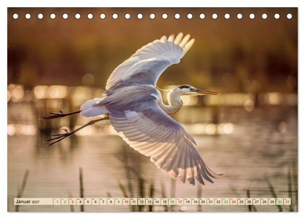 Produktbild: Silberreiher - pure Eleganz (Tischkalender 2027 DIN A5 quer), CALVENDO Monatskalender