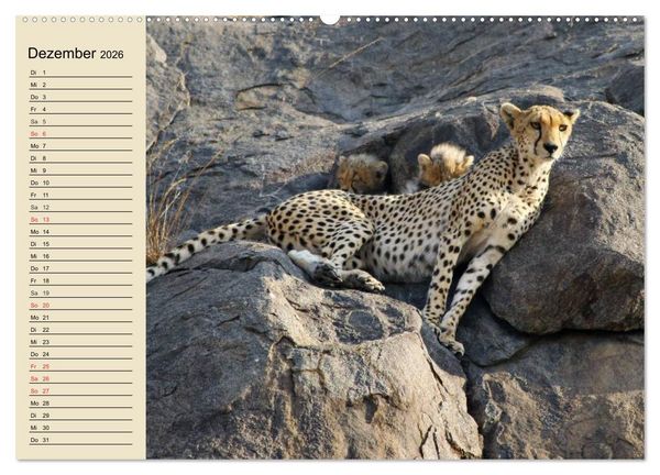 Produktbild: Die Lautlosen. Geparden und Leoparden (hochwertiger Premium Wandkalender 2026 DIN A2 quer), Kunstdruck in Hochglanz