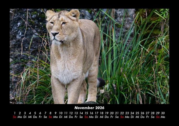 Produktbild: L&ouml;wen in der Wildnis 2026 Fotokalender DIN A3