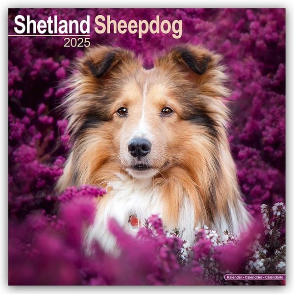 Shetland Sheepdog - Shelties 2025 - 16-Monatskalender