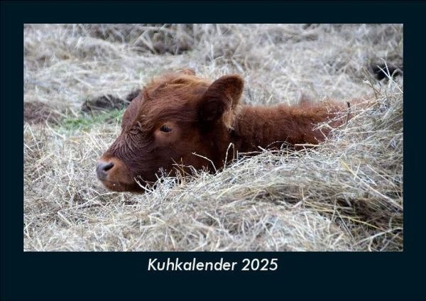 Produktbild: Kuhkalender 2025 Fotokalender DIN A5
