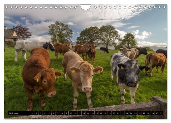 Produktbild: Irland Impressionen S&uuml;dwesten und Westen (Wandkalender 2026 DIN A4 quer), CALVENDO Monatskalender