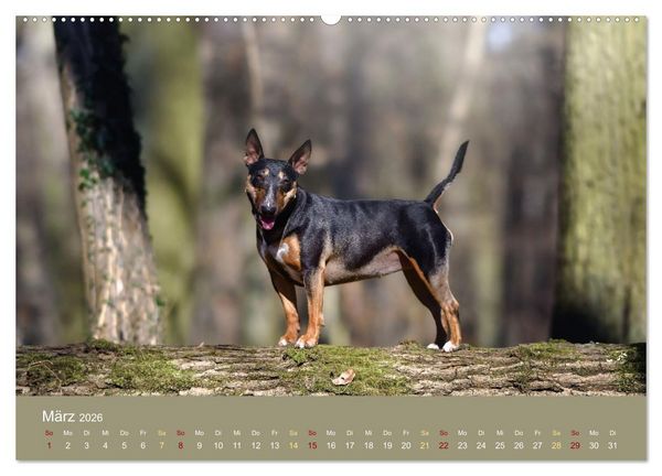 Produktbild: Bullterrier, liebenswerte Sturk&ouml;pfe (hochwertiger Premium Wandkalender 2026 DIN A2 quer), Kunstdruck in Hochglanz