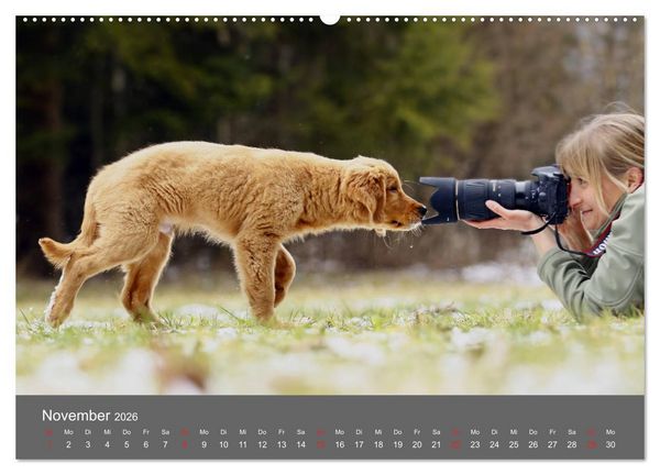 Produktbild: Chesley Kleiner Hund grosse Abenteuer (Wandkalender 2026 DIN A2 quer), CALVENDO Monatskalender