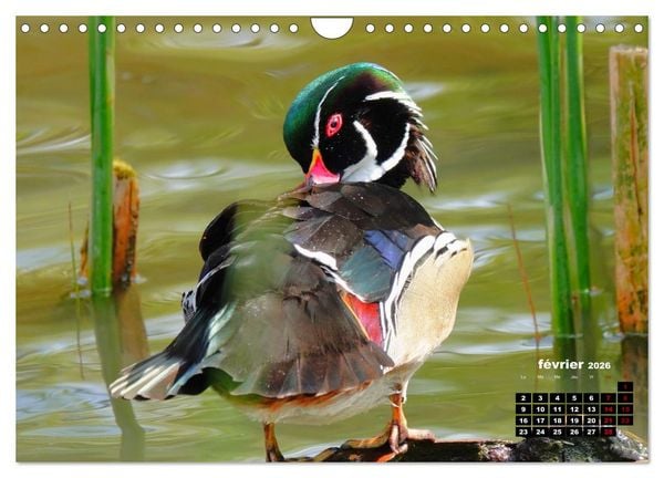 Produktbild: Oiseaux exotiques (Calendrier mural 2026 DIN A4 vertical), CALVENDO calendrier mensuel