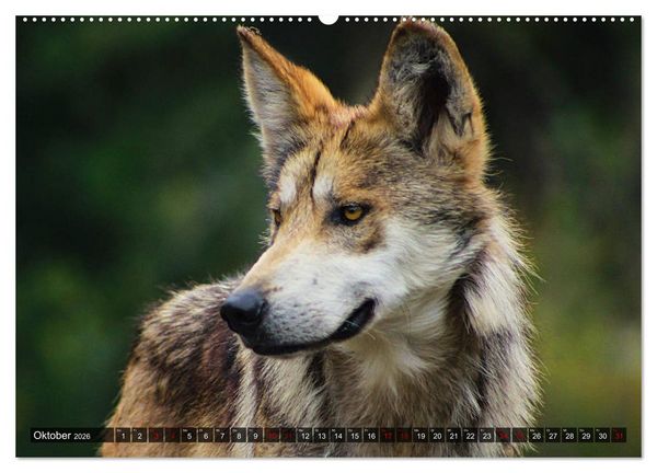 Produktbild: Begegnung mit dem Wolf (hochwertiger Premium Wandkalender 2026 DIN A2 quer), Kunstdruck in Hochglanz